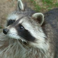 11 Fun Raccoon Facts
